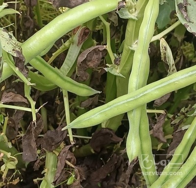 فروش باقلا تازه - باقالی - باقالا