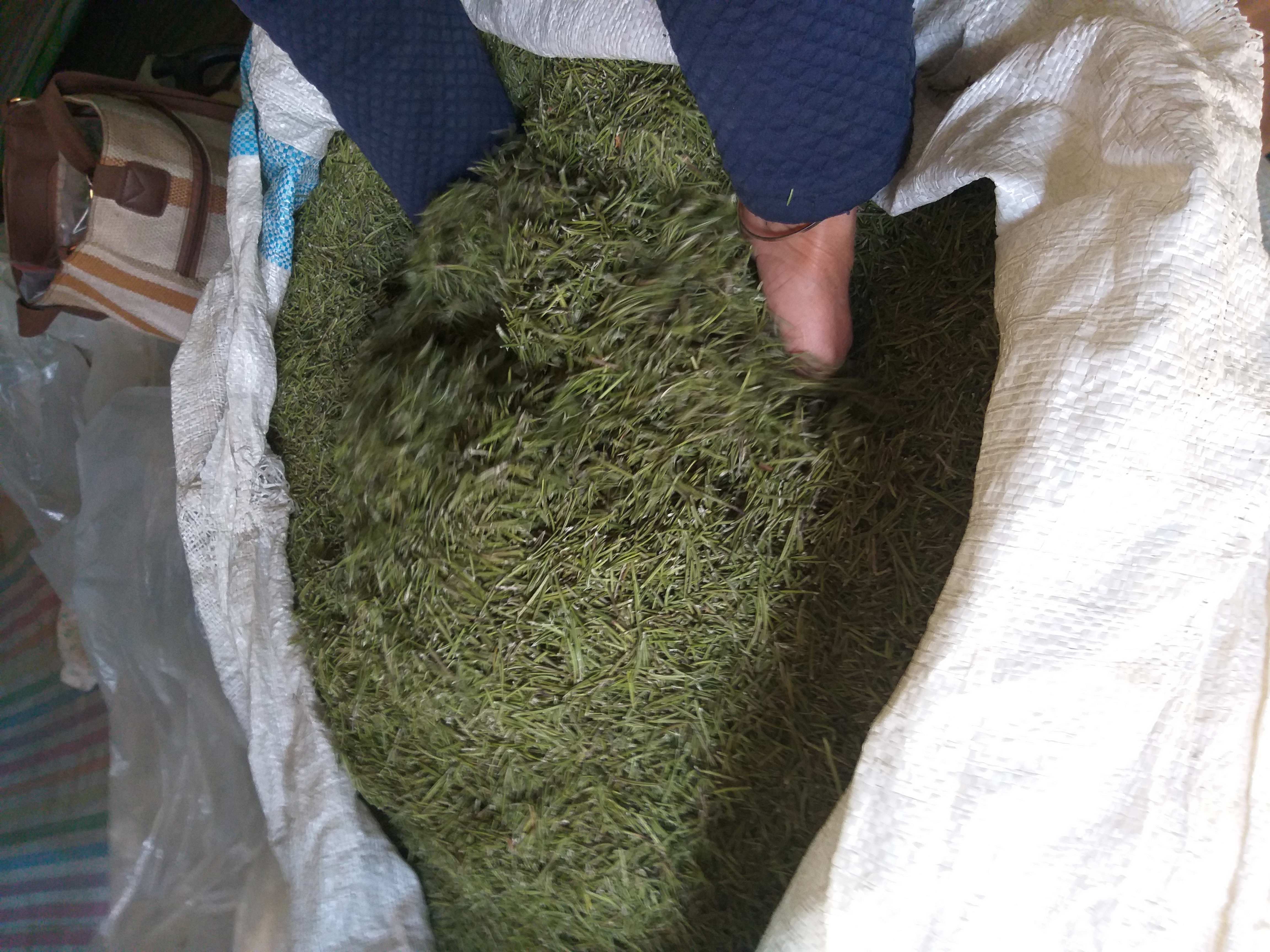 فروش رزماری (گیاه‌ دارویی)