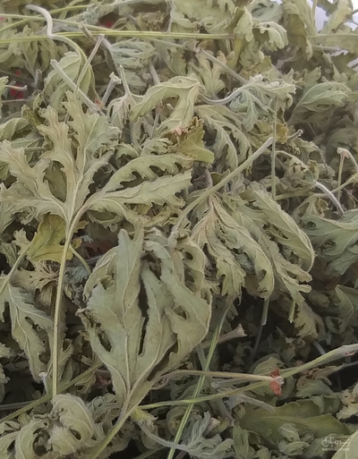 فروش  برگ خشک شمعدانی (ژرانیوم)