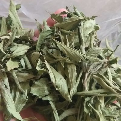 فروش استویا
