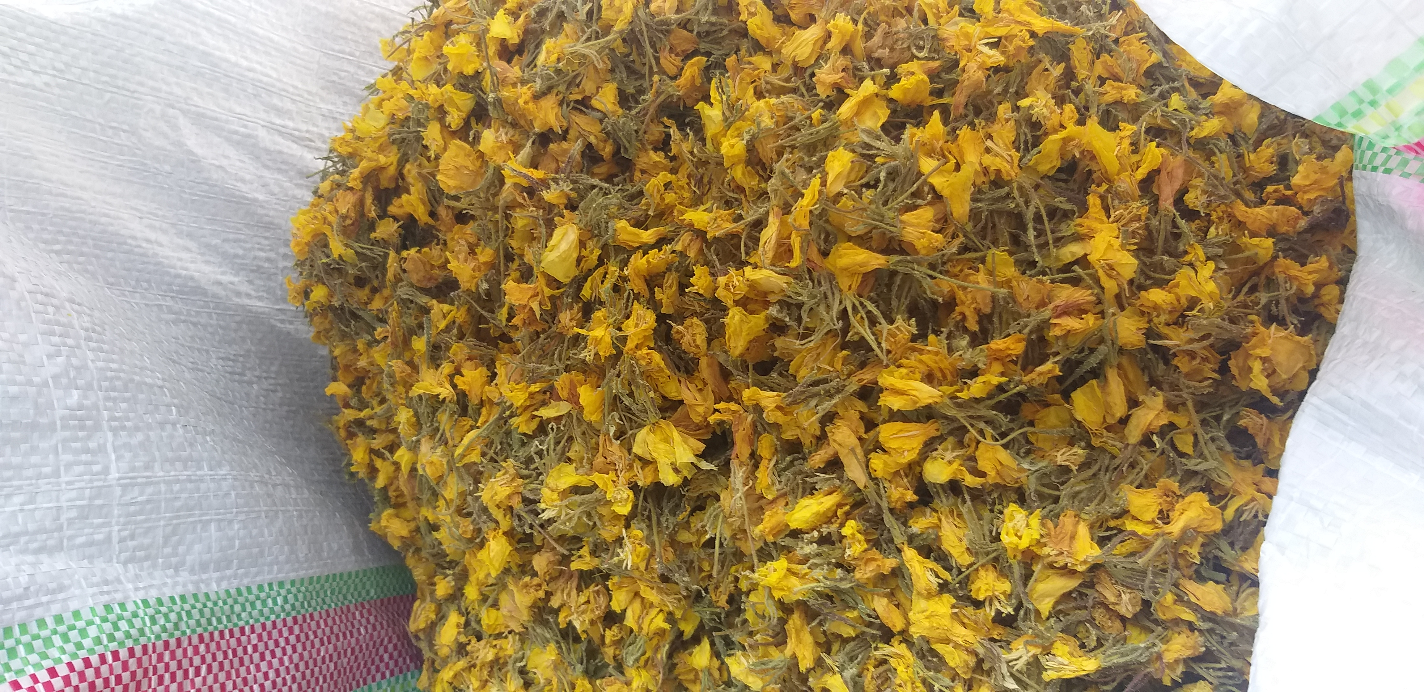 فروش گل مغربی (گیاه‌ دارویی)