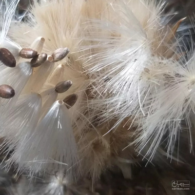 فروش خار مریم (گیاه‌ دارویی)