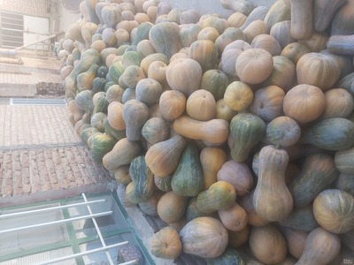 فروش کدو تنبل 2
