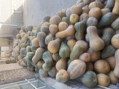 فروش کدو تنبل