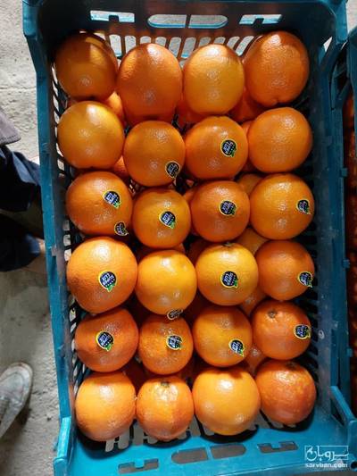 فروش پرتقال