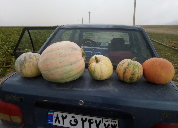 فروش کدو حلوایی