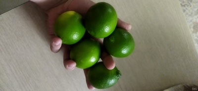 فروش لیموترش