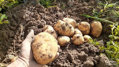 فروش سیب زمینی
