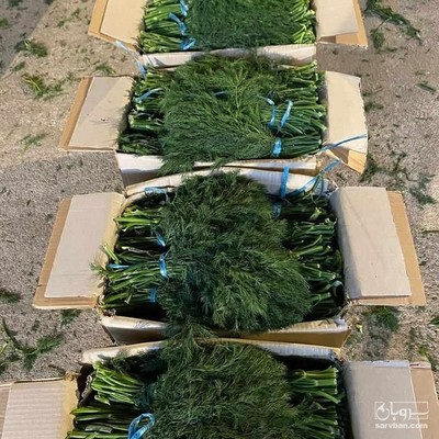 فروش شوید تازه