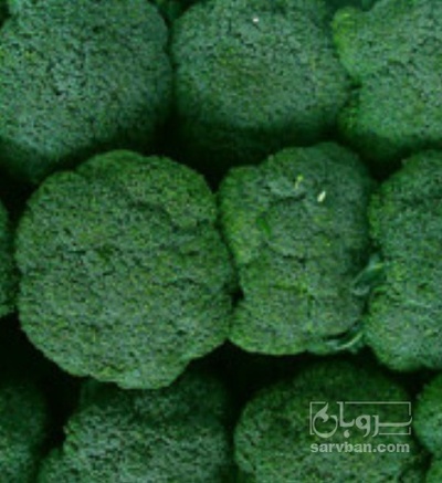 فروش کلم بروکلی