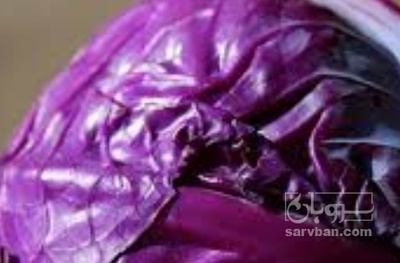 فروش کلم برگی قرمز