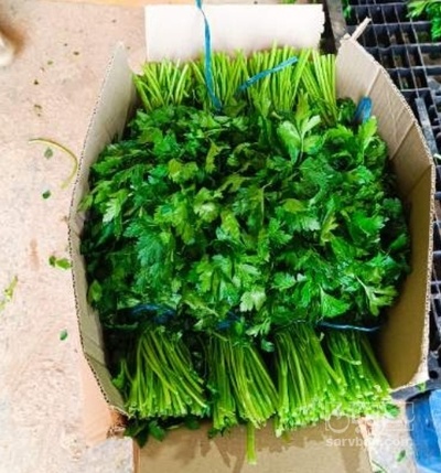 فروش شوید جعفری صادراتی بار میکس