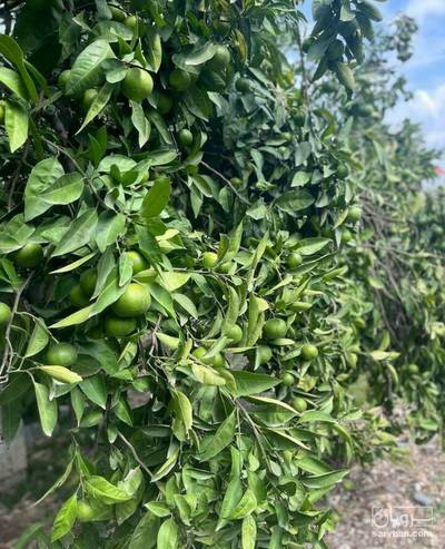 فروش نارنگی سردرختی