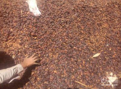 فروش خرما ضایعاتی