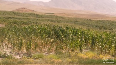 فروش ذرت (بلال)