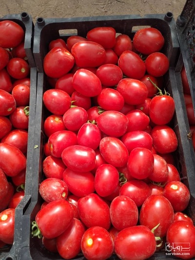 فروش گوجه فرنگی