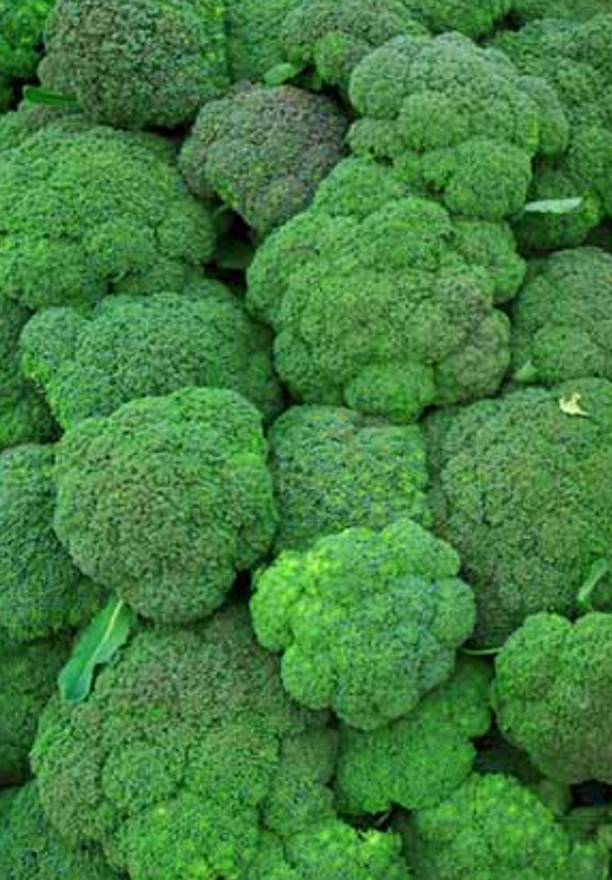 فروش کلم بروکلی