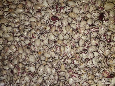 فروش لوبیا چیتی