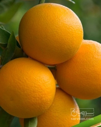 فروش پرتقال والنسیا