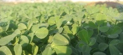 فروش شنبلیله