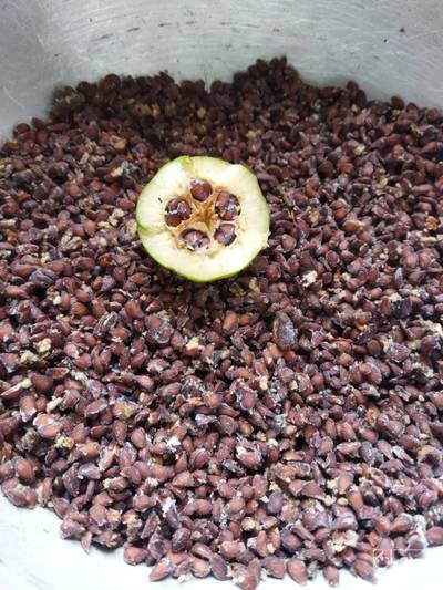 فروش به دانه