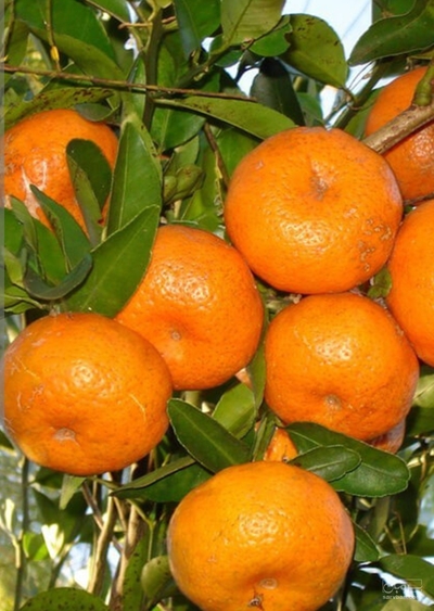 فروش نارنگی