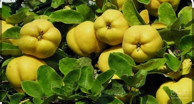 فروش به میوه