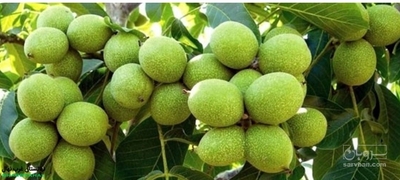 فروش گردو