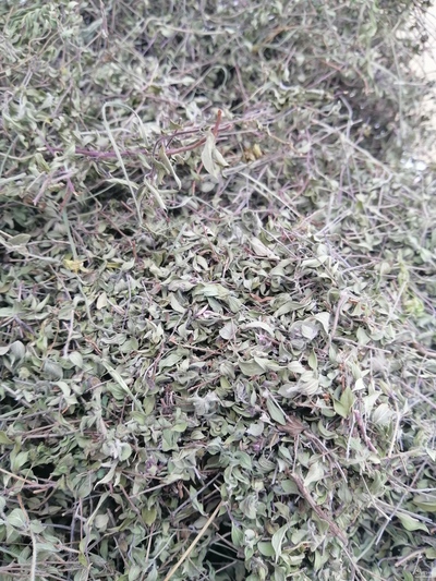 فروش کاکوتی خشک