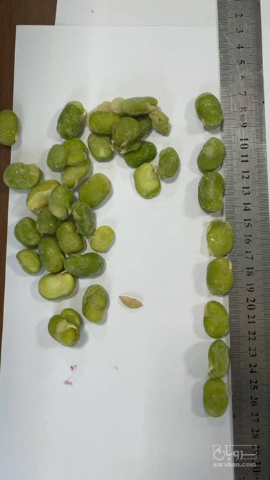 فروش باقلا تازه - باقالی - باقالا