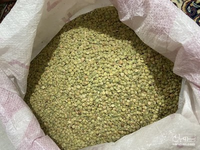فروش عدس سفید