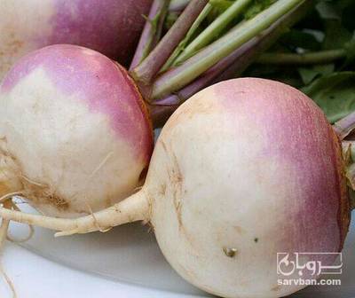 فروش شلغم صادراتی