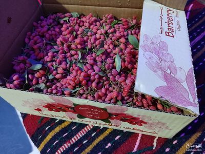 فروش زرشک تازه شاخه و خوله