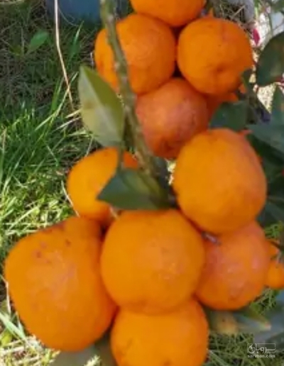 فروش نارنگی
