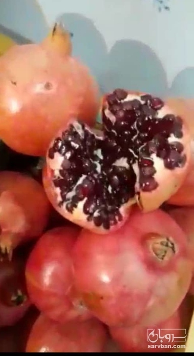 فروش انار
