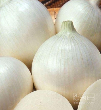 فروش پیاز سفید