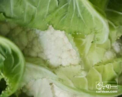 فروش گل کلم