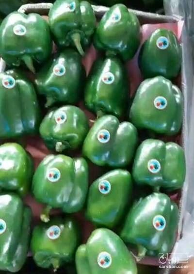فروش فلفل دلمه ای سبز