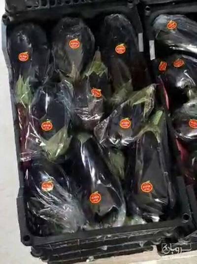 فروش بادمجان