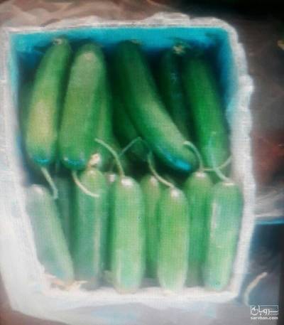 فروش خیار درختی