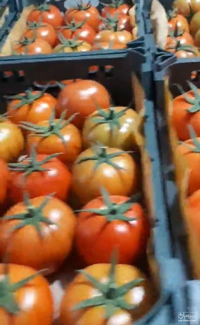 فروش گوجه فرنگی گلخانه ایی