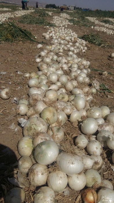 فروش پیاز سفید