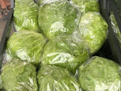 فروش کاهو ایسبرگ