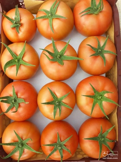 فروش گوجه فرنگی