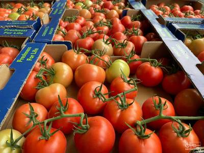 فروش گوجه فرنگی خوشه ایی