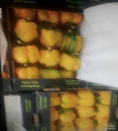 فروش فلفل دلمه ای صادراتی