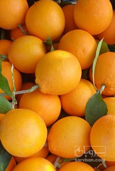 فروش پرتقال