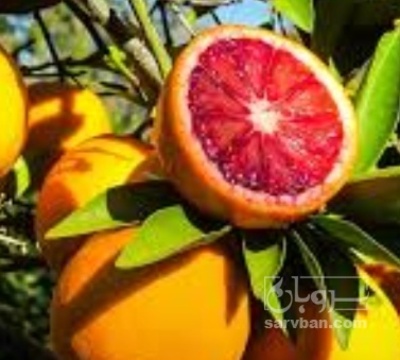 فروش پرتقال خونی