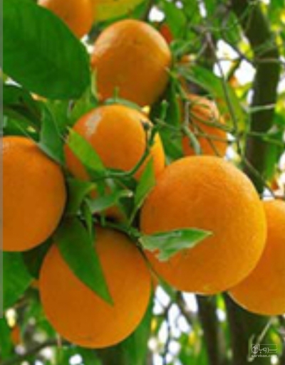 فروش پرتقال