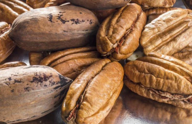 فروش گردو پکان